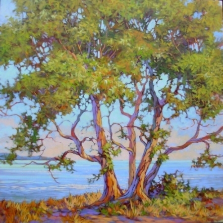 Arbutus at Hornby